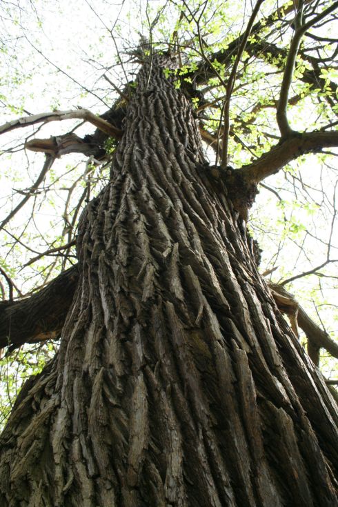 tall ridged tree
