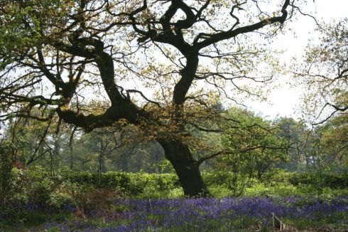tree and bluebells