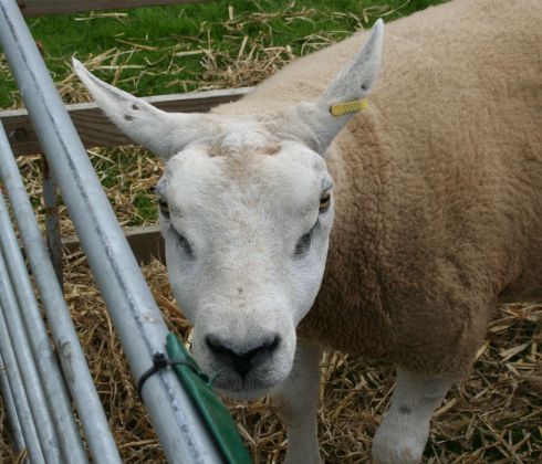 Barrrr Baaaar - What you looking at....? I do love a grumpy sheep!