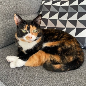 Mia, a pretty tortoiseshell and white cat cat on a sofa looking at the camera.